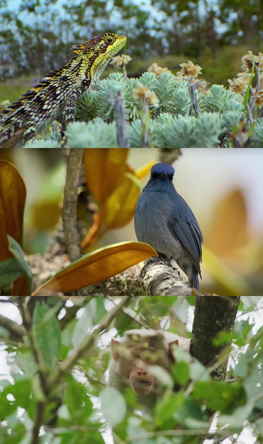 Download Nilgiris - A Shared Wilderness (2024) Hindi ORG. + English + Tamil + Telugu + Kannada WEB-DL 480p 720p 1080p